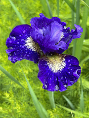 Siberian iris, raindrops