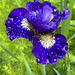 Siberian iris, raindrops