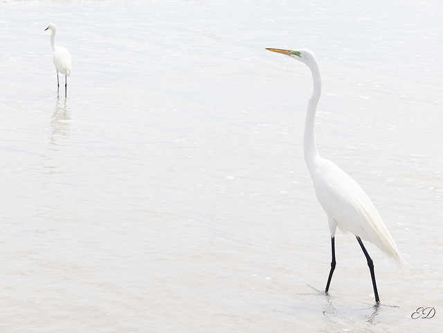 Grande Aigrette