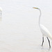 Grande Aigrette