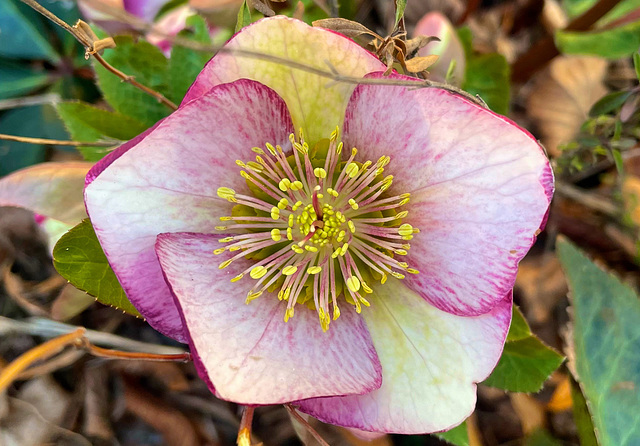 Helleborus