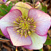 Helleborus