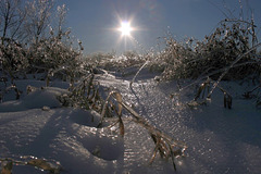 champ de glace