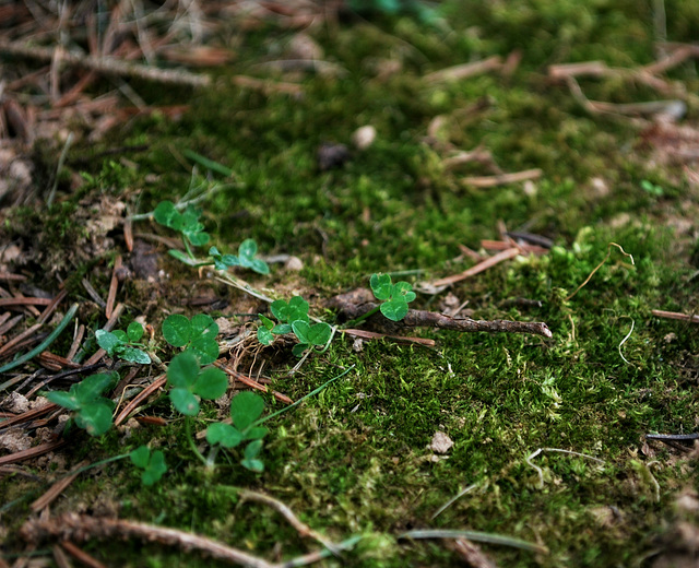 Mossy Ground