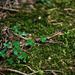 Mossy Ground