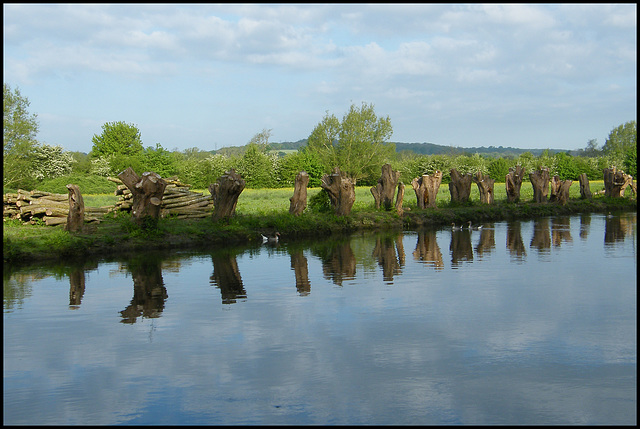 sawn-off willow fence