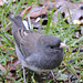 Dark-eyed Junco