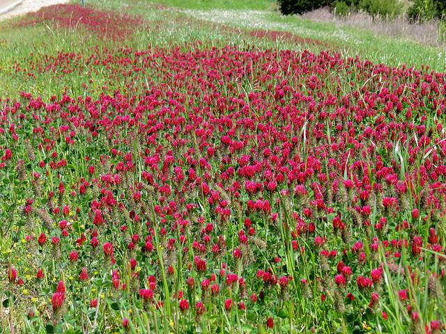 Crimson clover (3)