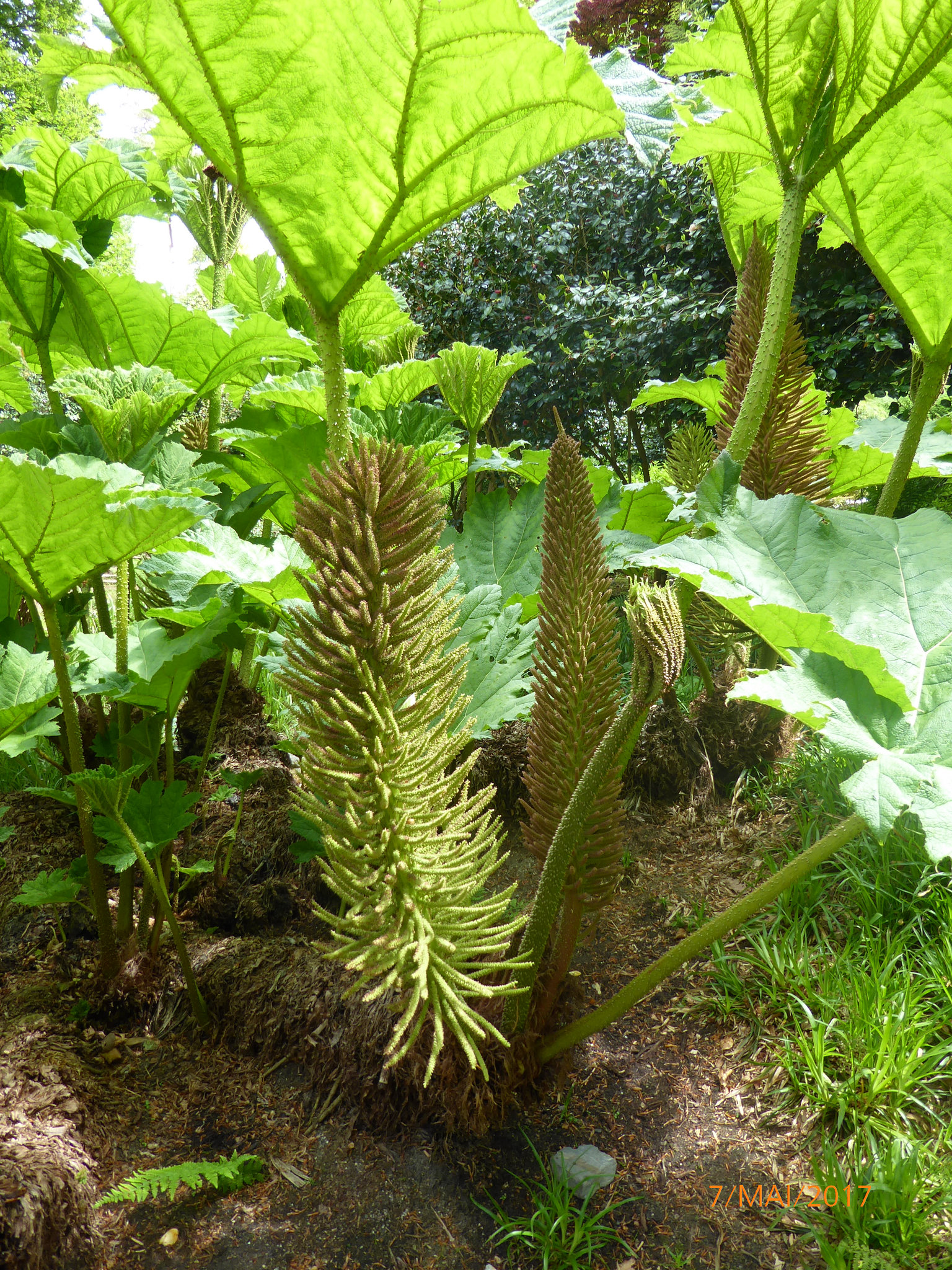 le gunnera en mai 2017