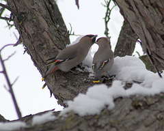 jaseur boréal / bohemian waxwing