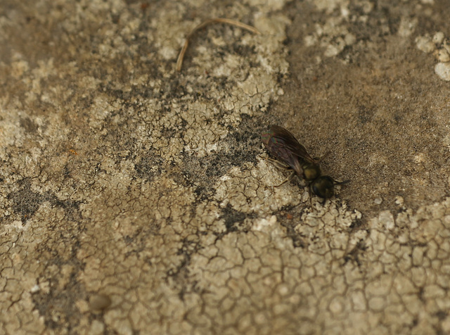 Green Furrow0-bee (Lasioglossum morio)