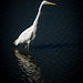 Great white egret