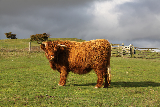 Highland Cattle