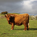 Highland Cattle