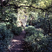 Path to Janet’s Foss (Scan from 1989)