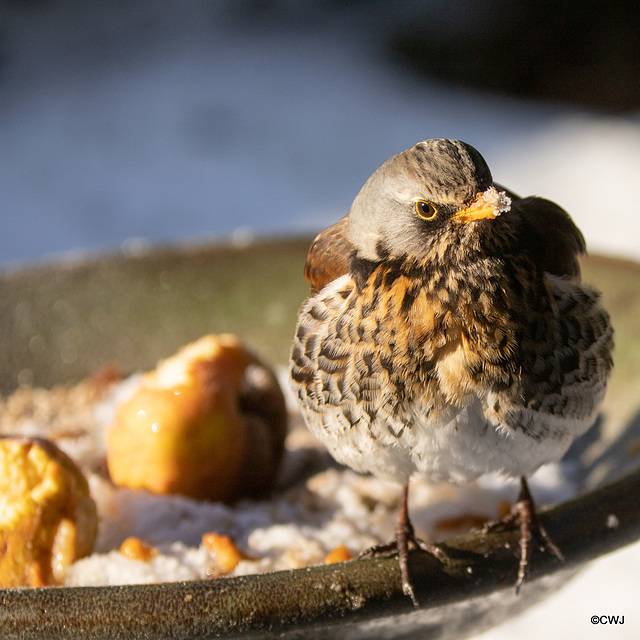 Fieldfare guarding its apples!