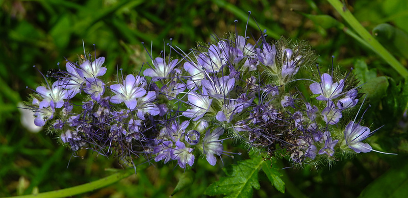 20210717 1758CPw [D~LIP] Rainfarn-Phazelie (Phacelia tanacetifolia) [Büschelschön], Bad Salzuflen