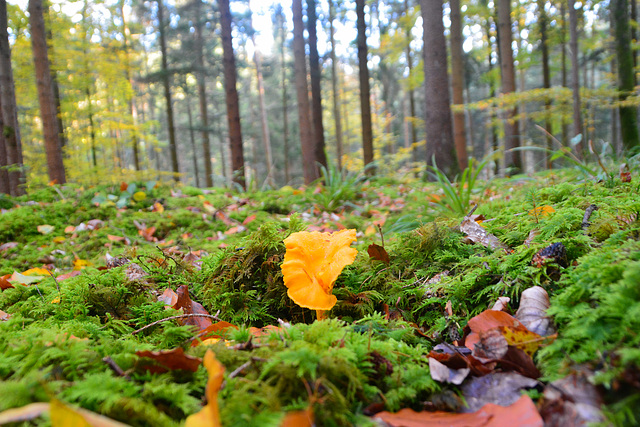 Echter Pfifferling (Cantharellus cibarius)