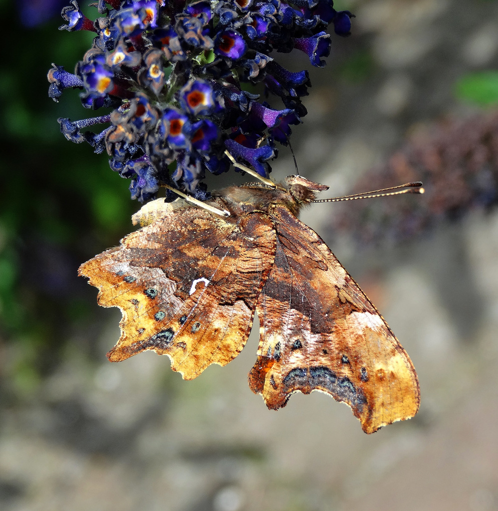 Comma butterfly on Buddleija