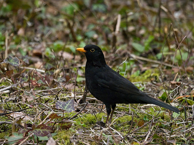 Blackbird