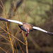 Egyptian goose