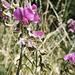 orchidée