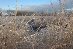 ice field