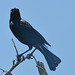 IMG 0310bird