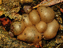 Slime Mould. Lycogala terrestre