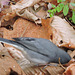 Dark-eyed Junco