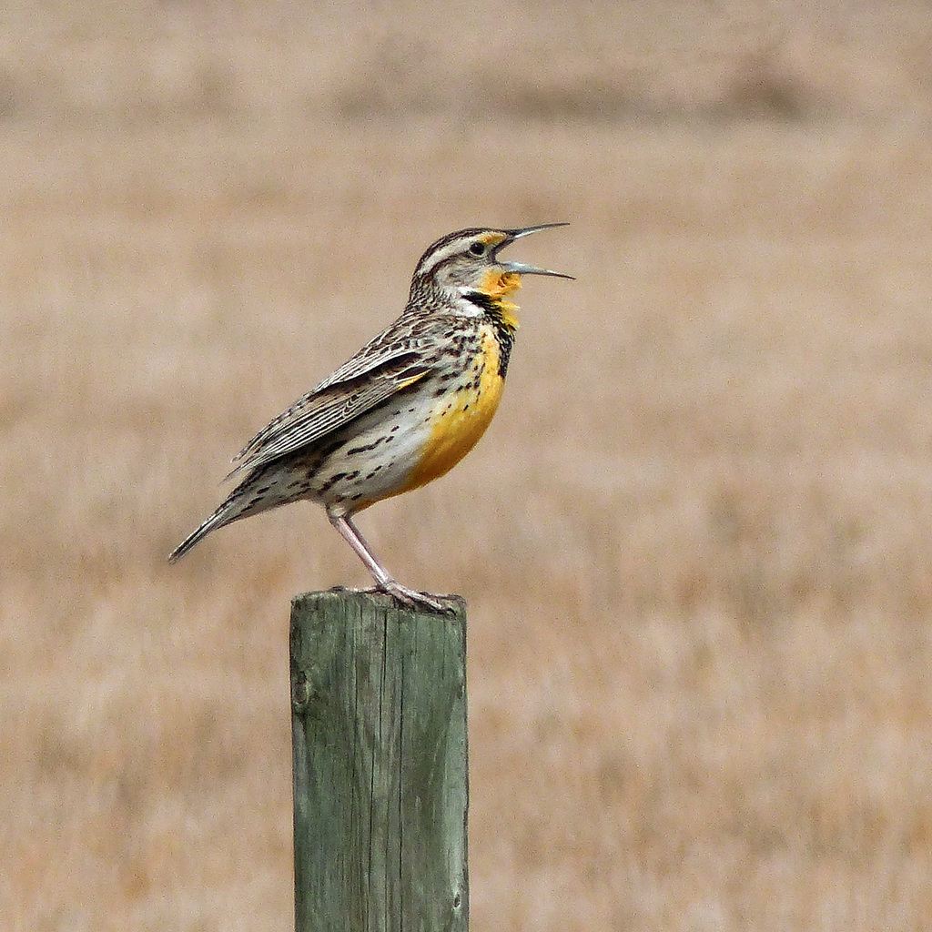 Western Meadowlark / Sturnella neglecta