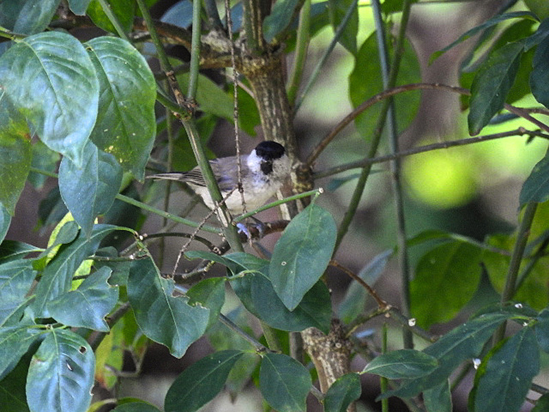 20170719 2485CPw [D~LIP] Weidenmeise (Poecile montanus), Bad Salzuflen