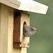 House Wren