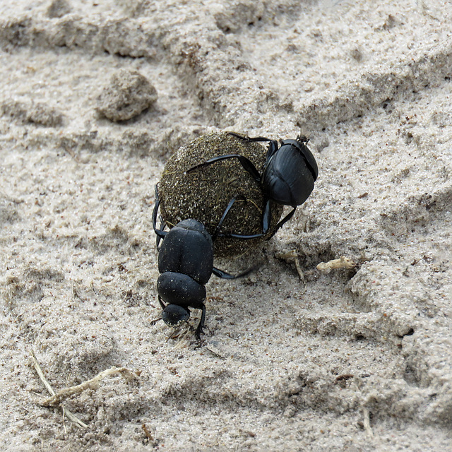 Day 5, Dung Beetles, King Ranch