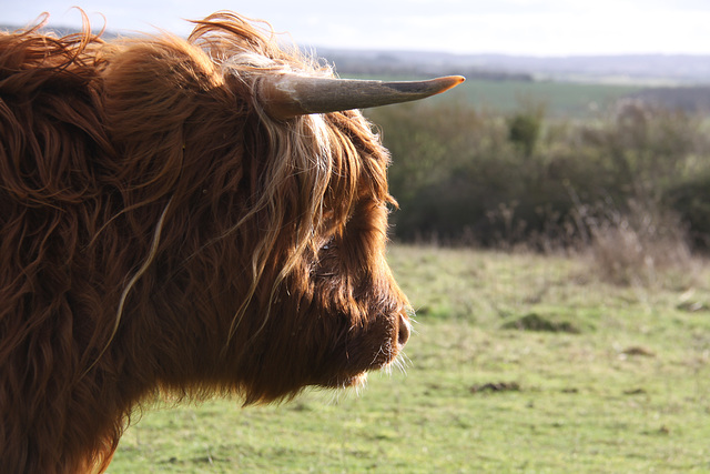 Highland Cattle