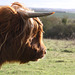 Highland Cattle