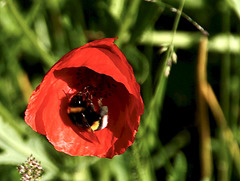 Hummel besucht Mohnblüte