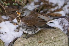 Fieldfare