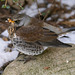 Fieldfare