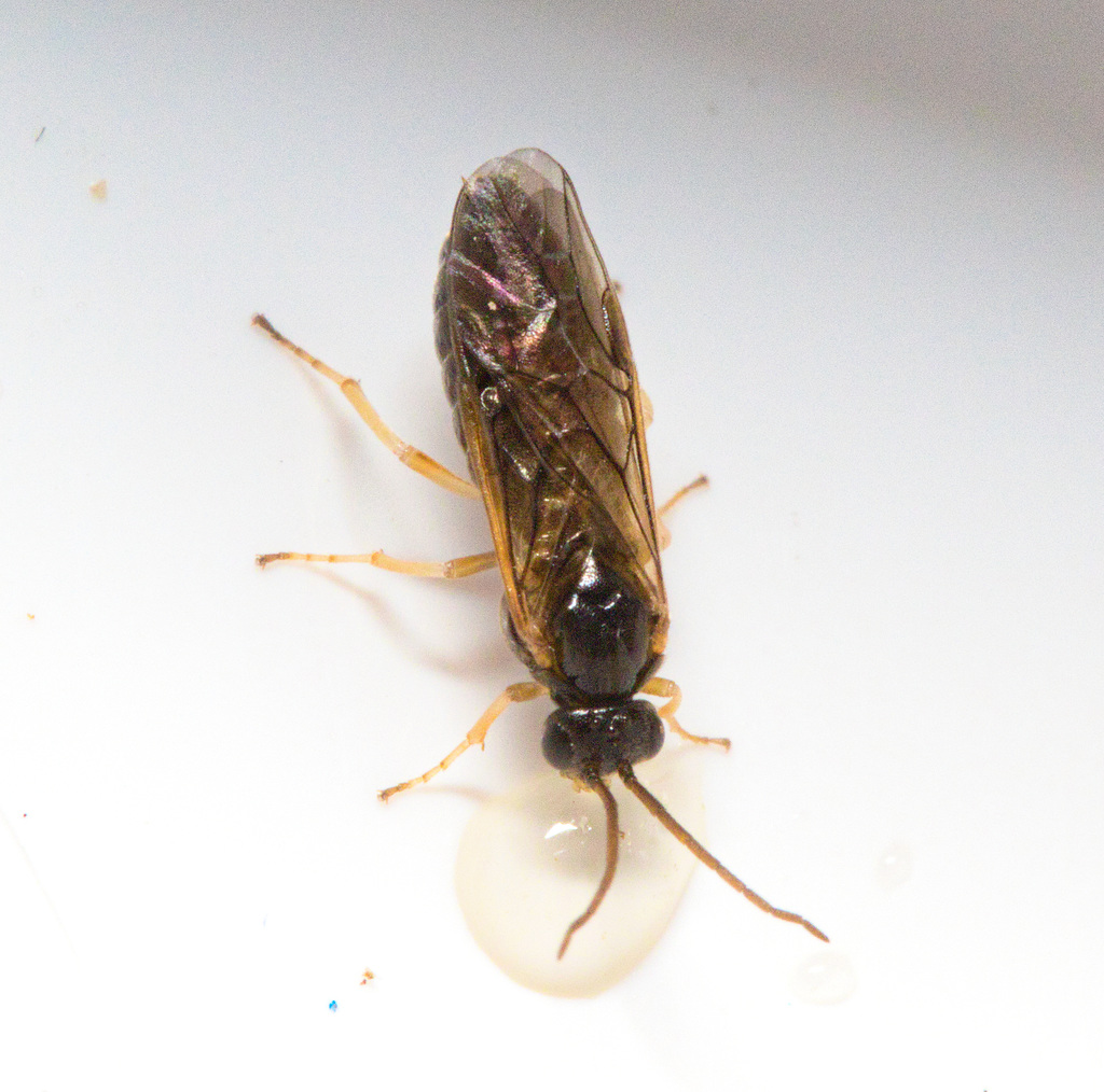 EF7A3736Gooseberrysawfly