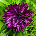 20210717 1759CPw [D~LIP]  Kornblume (Centaurea cyanus), Bad Salzuflen