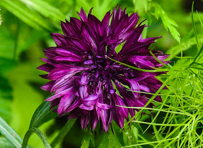 20210717 1759CPw [D~LIP]  Kornblume (Centaurea cyanus), Bad Salzuflen