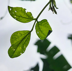 Frei wie ein Blatt im Wind