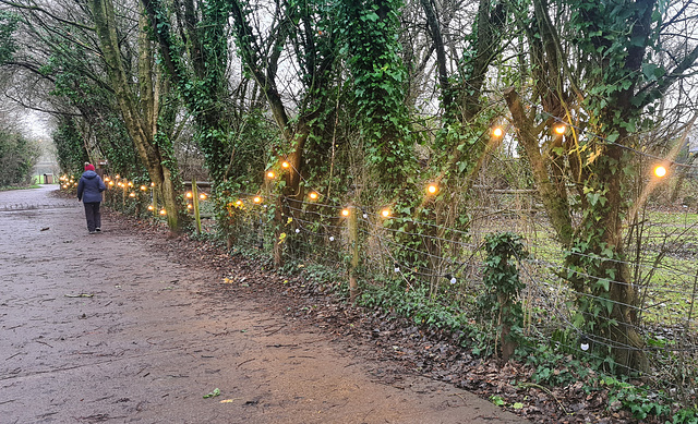 Cosmeston Lights