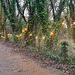 Cosmeston Lights