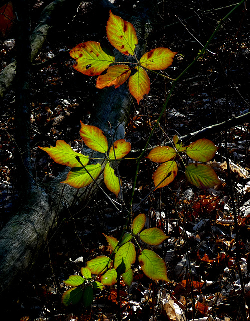 Brombeerblätter in der Februarsonne