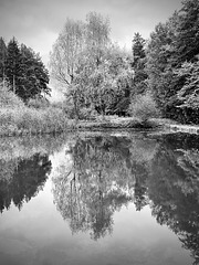 Herbst in Graustufen