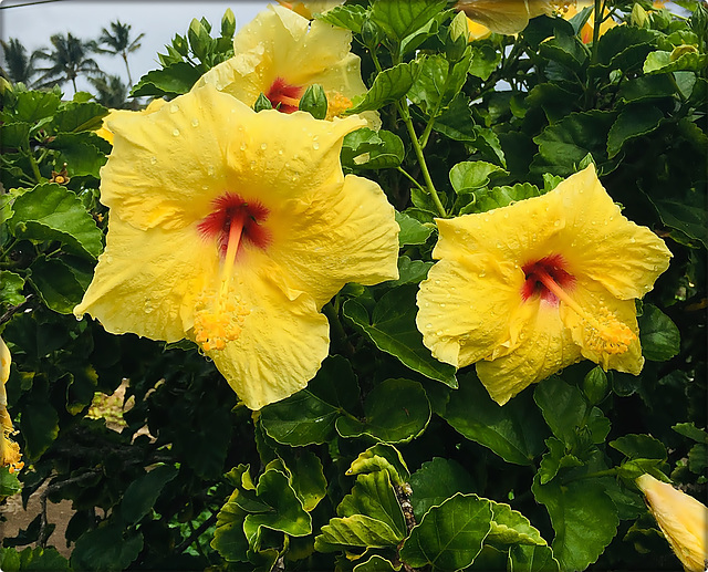 Hibiscus