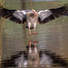 Egyptian goose