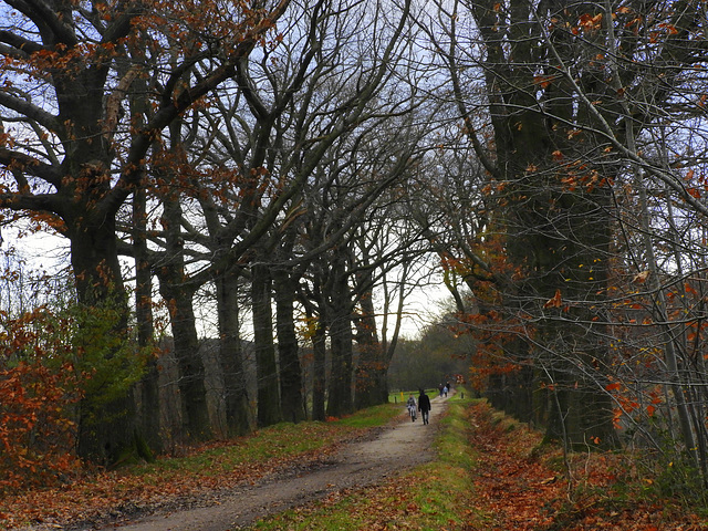 Bare Tree's   leaved   ground